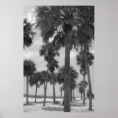 Poster des palmiers (Devant)