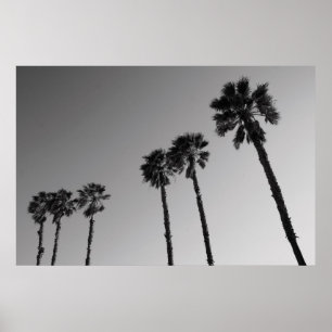 Poster des palmiers tropicaux, Imprimer