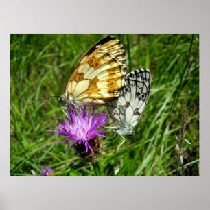 Poster des papillons blancs marbrés