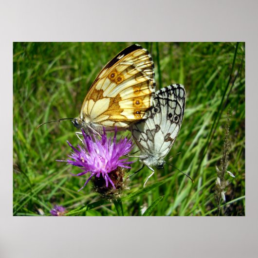 Poster des papillons blancs marbrés (Devant)