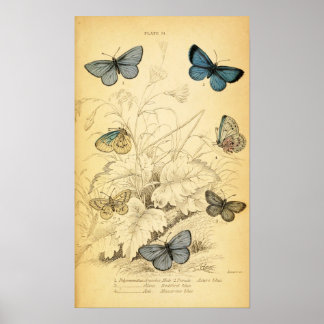 Poster des papillons bleus vintages