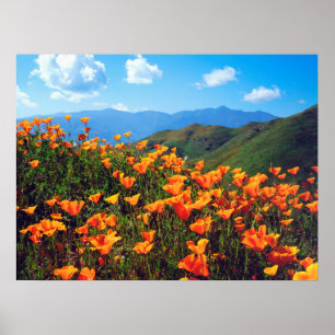 Poster Des pavots de Californie recouvrent une colline