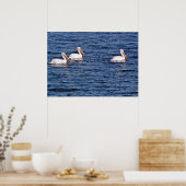 Poster des pélicans blancs (Cuisine)