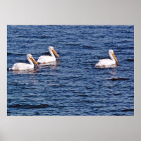 Poster des pélicans blancs