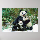 Poster des petits panda (Devant)