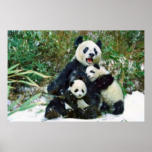 Poster des petits panda (Devant)