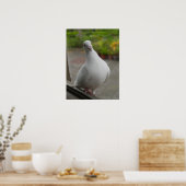 Poster des pigeons blancs (Cuisine)