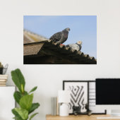 Poster Des pigeons sur le toit. (Bureau à domicile)