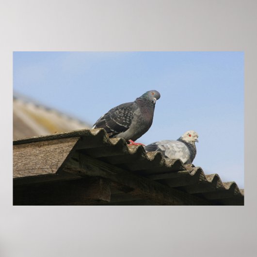 Poster Des pigeons sur le toit. (Devant)