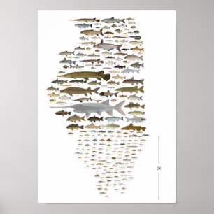 Poster des Poissons de l'Illinois