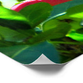 Poster Des Pommes MacIntosh Sur L'Île D'Orléans (Coin)