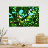 Poster Des Pommes MacIntosh Sur L'Île D'Orléans (Cuisine)