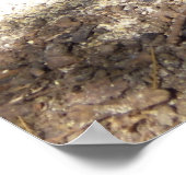 Poster Des Poussins Hen Et Baby (Coin)