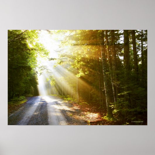 Poster Des poutres de soleil traversent la forêt dans le  (Devant)