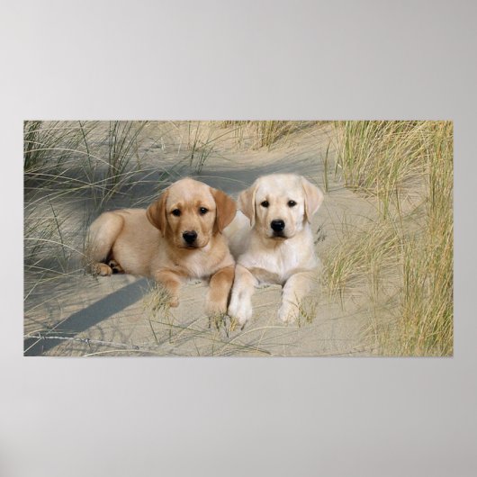 Poster Des Pubs Sur La Plage De Labrador Retriever (Devant)