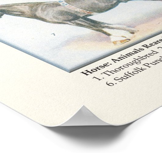 Poster des races de chevaux (Coin)