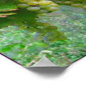 Poster des raisins de vignoble (Coin)