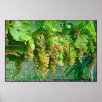 Poster des raisins de vignoble