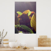 Poster des rayons (Cuisine)