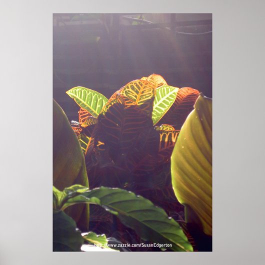 Poster des rayons (Devant)