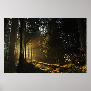 POSTER DES RAYONS SOLEIL PIERÇANT À TRAVERS DES ARBRES