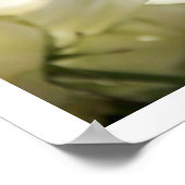 Poster des Roses Blanches (Coin)