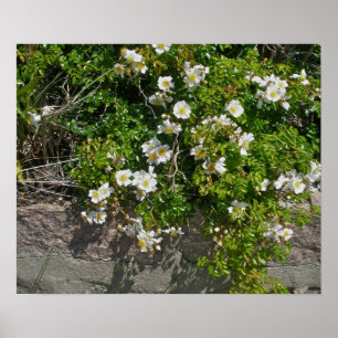 Poster des Roses Blanches Sauvages