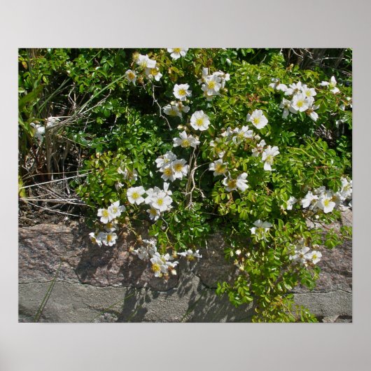 Poster des Roses Blanches Sauvages (Devant)