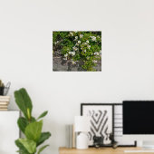 Poster des Roses Blanches Sauvages (Bureau à domicile)