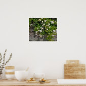 Poster des Roses Blanches Sauvages (Cuisine)
