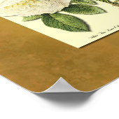 Poster des Roses botaniques rouges et blancs Faux  (Coin)