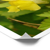 Poster des Snapdragons Jaunes (Coin)