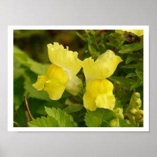 Poster des Snapdragons Jaunes