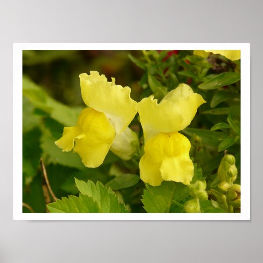 Poster des Snapdragons Jaunes (Devant)