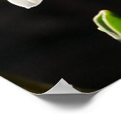 Poster des snowdrops (Coin)