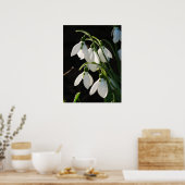 Poster des snowdrops (Cuisine)