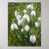 Poster des snowdrops (Devant)