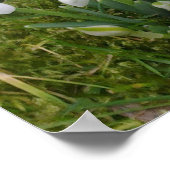 Poster des snowdrops (Coin)