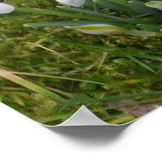 Poster des snowdrops (Coin)