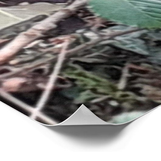 Poster des Snowdrops de printemps (Coin)