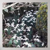 Poster des Snowdrops de printemps (Devant)