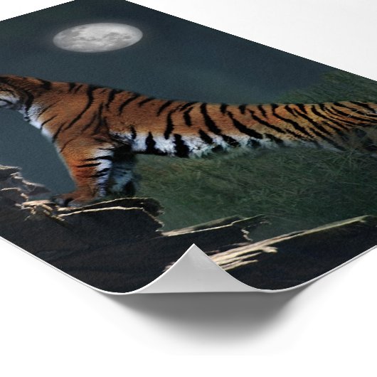 Poster Des tigres grimpent à l'affiche (Coin)