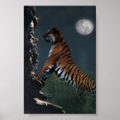 Poster Des tigres grimpent à l'affiche (Devant)