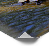 Poster des tortues (Coin)