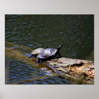 Poster des tortues