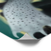 Poster des tortues de diamondback Terrapin (Coin)