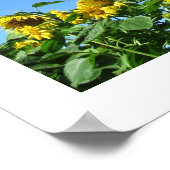 Poster des tournesols d'été (Coin)
