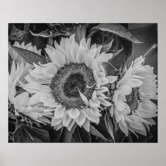 Poster des tournesols/Imprimer (Devant)