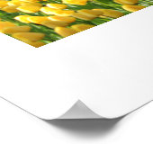 Poster des Tulipes du jardin (Coin)
