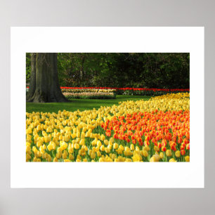 Poster des Tulipes du jardin